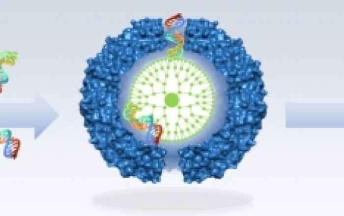 Medicina di precisione: i nuovi nano-trasportatori ingegnerizzati dalla Sapienza per colpire in modo mirato ed eliminare le cellule tumorali